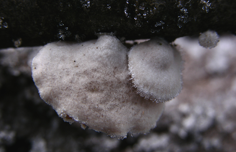 Schizophyllum amplum (Lv.)Nakasone.